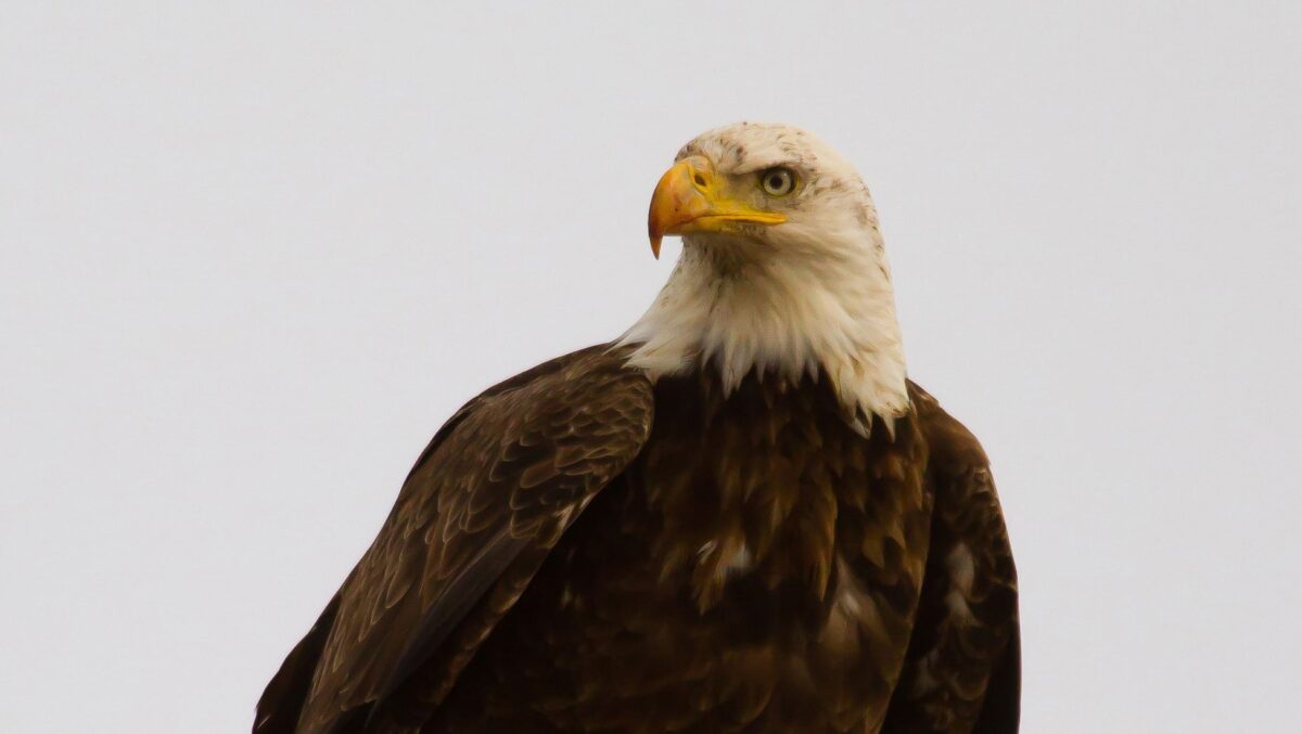 Show your bald eagle love with Utah DWR | News, Sports, Jobs - Standard